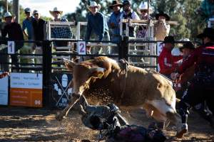 Bucking Bulls Australia Event - Bucking Bulls Australia event, run by Yass Rodeo. Activities such as Bull Riding and Trick Horse Riding occurred during this event. - Captured at Yass Show Society - Rodeo Arena, Yass NSW Australia.