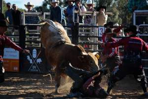 Bucking Bulls Australia Event - Bucking Bulls Australia event, run by Yass Rodeo. Activities such as Bull Riding and Trick Horse Riding occurred during this event. - Captured at Yass Show Society - Rodeo Arena, Yass NSW Australia.