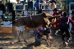 Bucking Bulls Australia Event - Bucking Bulls Australia event, run by Yass Rodeo. Activities such as Bull Riding and Trick Horse Riding occurred during this event. - Captured at Yass Show Society - Rodeo Arena, Yass NSW Australia.