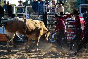 Bucking Bulls Australia Event - Bucking Bulls Australia event, run by Yass Rodeo. Activities such as Bull Riding and Trick Horse Riding occurred during this event. - Captured at Yass Show Society - Rodeo Arena, Yass NSW Australia.