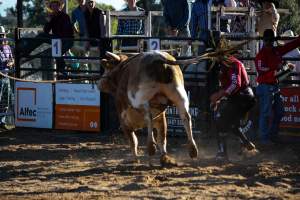 Bucking Bulls Australia Event - Bucking Bulls Australia event, run by Yass Rodeo. Activities such as Bull Riding and Trick Horse Riding occurred during this event. - Captured at Yass Show Society - Rodeo Arena, Yass NSW Australia.