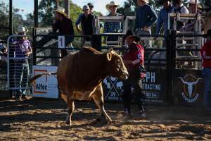 Bucking Bulls Australia Event - Bucking Bulls Australia event, run by Yass Rodeo. Activities such as Bull Riding and Trick Horse Riding occurred during this event. - Captured at Yass Show Society - Rodeo Arena, Yass NSW Australia.