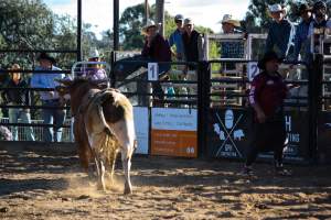 Bucking Bulls Australia Event - Bucking Bulls Australia event, run by Yass Rodeo. Activities such as Bull Riding and Trick Horse Riding occurred during this event. - Captured at Yass Show Society - Rodeo Arena, Yass NSW Australia.