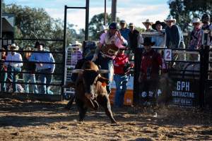Bucking Bulls Australia Event - Bucking Bulls Australia event, run by Yass Rodeo. Activities such as Bull Riding and Trick Horse Riding occurred during this event. - Captured at Yass Show Society - Rodeo Arena, Yass NSW Australia.
