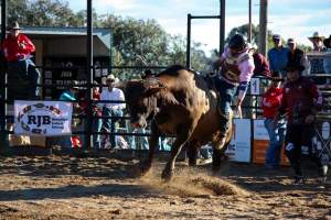 Bucking Bulls Australia Event - Bucking Bulls Australia event, run by Yass Rodeo. Activities such as Bull Riding and Trick Horse Riding occurred during this event. - Captured at Yass Show Society - Rodeo Arena, Yass NSW Australia.