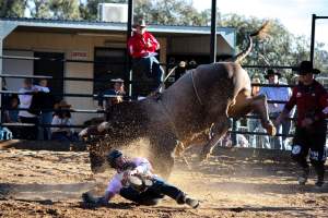 Bucking Bulls Australia Event - Bucking Bulls Australia event, run by Yass Rodeo. Activities such as Bull Riding and Trick Horse Riding occurred during this event. - Captured at Yass Show Society - Rodeo Arena, Yass NSW Australia.