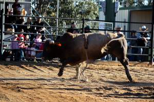 Bucking Bulls Australia Event - Bucking Bulls Australia event, run by Yass Rodeo. Activities such as Bull Riding and Trick Horse Riding occurred during this event. - Captured at Yass Show Society - Rodeo Arena, Yass NSW Australia.