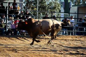 Bucking Bulls Australia Event - Bucking Bulls Australia event, run by Yass Rodeo. Activities such as Bull Riding and Trick Horse Riding occurred during this event. - Captured at Yass Show Society - Rodeo Arena, Yass NSW Australia.