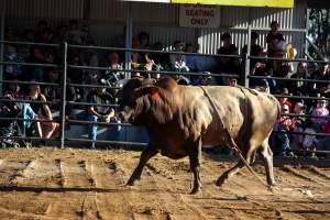 Bucking Bulls Australia Event - Bucking Bulls Australia event, run by Yass Rodeo. Activities such as Bull Riding and Trick Horse Riding occurred during this event. - Captured at Yass Show Society - Rodeo Arena, Yass NSW Australia.