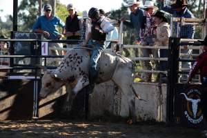 Bucking Bulls Australia Event - Bucking Bulls Australia event, run by Yass Rodeo. Activities such as Bull Riding and Trick Horse Riding occurred during this event. - Captured at Yass Show Society - Rodeo Arena, Yass NSW Australia.