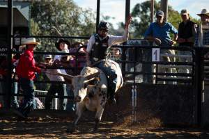 Bucking Bulls Australia Event - Bucking Bulls Australia event, run by Yass Rodeo. Activities such as Bull Riding and Trick Horse Riding occurred during this event. - Captured at Yass Show Society - Rodeo Arena, Yass NSW Australia.