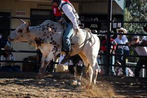 Bucking Bulls Australia Event - Bucking Bulls Australia event, run by Yass Rodeo. Activities such as Bull Riding and Trick Horse Riding occurred during this event. - Captured at Yass Show Society - Rodeo Arena, Yass NSW Australia.