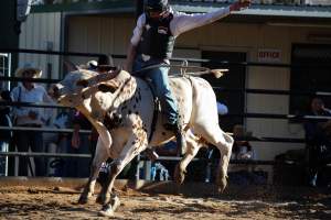 Bucking Bulls Australia Event - Bucking Bulls Australia event, run by Yass Rodeo. Activities such as Bull Riding and Trick Horse Riding occurred during this event. - Captured at Yass Show Society - Rodeo Arena, Yass NSW Australia.
