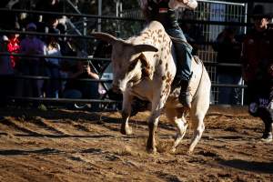 Bucking Bulls Australia Event - Bucking Bulls Australia event, run by Yass Rodeo. Activities such as Bull Riding and Trick Horse Riding occurred during this event. - Captured at Yass Show Society - Rodeo Arena, Yass NSW Australia.