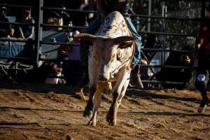 Bucking Bulls Australia Event - Bucking Bulls Australia event, run by Yass Rodeo. Activities such as Bull Riding and Trick Horse Riding occurred during this event. - Captured at Yass Show Society - Rodeo Arena, Yass NSW Australia.