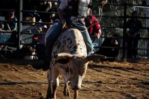 Bucking Bulls Australia Event - Bucking Bulls Australia event, run by Yass Rodeo. Activities such as Bull Riding and Trick Horse Riding occurred during this event. - Captured at Yass Show Society - Rodeo Arena, Yass NSW Australia.