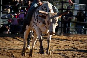 Bucking Bulls Australia Event - Bucking Bulls Australia event, run by Yass Rodeo. Activities such as Bull Riding and Trick Horse Riding occurred during this event. - Captured at Yass Show Society - Rodeo Arena, Yass NSW Australia.