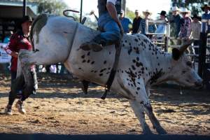 Bucking Bulls Australia Event - Bucking Bulls Australia event, run by Yass Rodeo. Activities such as Bull Riding and Trick Horse Riding occurred during this event. - Captured at Yass Show Society - Rodeo Arena, Yass NSW Australia.