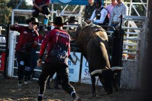 Bucking Bulls Australia Event - Bucking Bulls Australia event, run by Yass Rodeo. Activities such as Bull Riding and Trick Horse Riding occurred during this event. - Captured at Yass Show Society - Rodeo Arena, Yass NSW Australia.