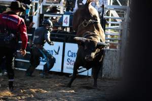 Bucking Bulls Australia Event - Bucking Bulls Australia event, run by Yass Rodeo. Activities such as Bull Riding and Trick Horse Riding occurred during this event. - Captured at Yass Show Society - Rodeo Arena, Yass NSW Australia.