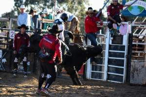 Bucking Bulls Australia Event - Bucking Bulls Australia event, run by Yass Rodeo. Activities such as Bull Riding and Trick Horse Riding occurred during this event. - Captured at Yass Show Society - Rodeo Arena, Yass NSW Australia.