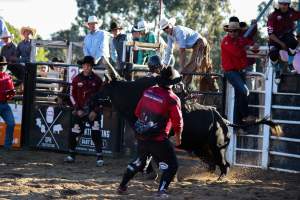 Bucking Bulls Australia Event - Bucking Bulls Australia event, run by Yass Rodeo. Activities such as Bull Riding and Trick Horse Riding occurred during this event. - Captured at Yass Show Society - Rodeo Arena, Yass NSW Australia.