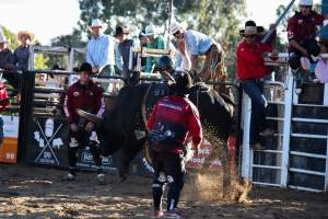 Bucking Bulls Australia Event - Bucking Bulls Australia event, run by Yass Rodeo. Activities such as Bull Riding and Trick Horse Riding occurred during this event. - Captured at Yass Show Society - Rodeo Arena, Yass NSW Australia.