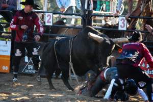 Bucking Bulls Australia Event - Bucking Bulls Australia event, run by Yass Rodeo. Activities such as Bull Riding and Trick Horse Riding occurred during this event. - Captured at Yass Show Society - Rodeo Arena, Yass NSW Australia.
