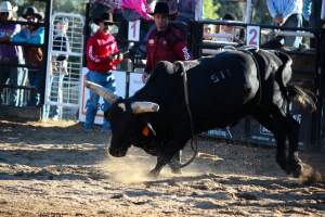 Bucking Bulls Australia Event - Bucking Bulls Australia event, run by Yass Rodeo. Activities such as Bull Riding and Trick Horse Riding occurred during this event. - Captured at Yass Show Society - Rodeo Arena, Yass NSW Australia.