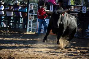 Bucking Bulls Australia Event - Bucking Bulls Australia event, run by Yass Rodeo. Activities such as Bull Riding and Trick Horse Riding occurred during this event. - Captured at Yass Show Society - Rodeo Arena, Yass NSW Australia.