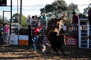 Bucking Bulls Australia Event - Bucking Bulls Australia event, run by Yass Rodeo. Activities such as Bull Riding and Trick Horse Riding occurred during this event. - Captured at Yass Show Society - Rodeo Arena, Yass NSW Australia.