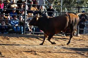 Bucking Bulls Australia Event - Bucking Bulls Australia event, run by Yass Rodeo. Activities such as Bull Riding and Trick Horse Riding occurred during this event. - Captured at Yass Show Society - Rodeo Arena, Yass NSW Australia.