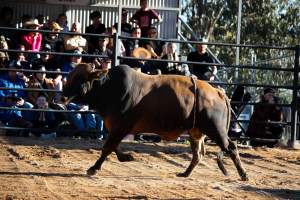 Bucking Bulls Australia Event - Bucking Bulls Australia event, run by Yass Rodeo. Activities such as Bull Riding and Trick Horse Riding occurred during this event. - Captured at Yass Show Society - Rodeo Arena, Yass NSW Australia.