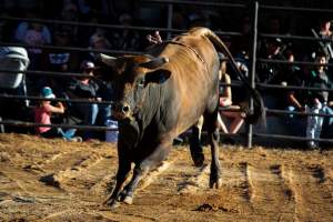 Bucking Bulls Australia Event - Bucking Bulls Australia event, run by Yass Rodeo. Activities such as Bull Riding and Trick Horse Riding occurred during this event. - Captured at Yass Show Society - Rodeo Arena, Yass NSW Australia.