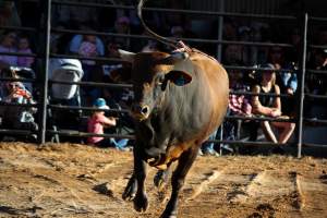 Bucking Bulls Australia Event - Bucking Bulls Australia event, run by Yass Rodeo. Activities such as Bull Riding and Trick Horse Riding occurred during this event. - Captured at Yass Show Society - Rodeo Arena, Yass NSW Australia.