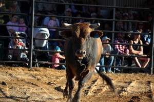 Bucking Bulls Australia Event - Bucking Bulls Australia event, run by Yass Rodeo. Activities such as Bull Riding and Trick Horse Riding occurred during this event. - Captured at Yass Show Society - Rodeo Arena, Yass NSW Australia.