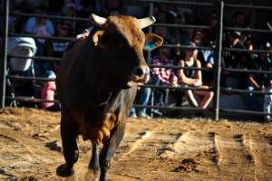 Bucking Bulls Australia Event - Bucking Bulls Australia event, run by Yass Rodeo. Activities such as Bull Riding and Trick Horse Riding occurred during this event. - Captured at Yass Show Society - Rodeo Arena, Yass NSW Australia.