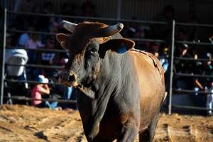 Bucking Bulls Australia Event - Bucking Bulls Australia event, run by Yass Rodeo. Activities such as Bull Riding and Trick Horse Riding occurred during this event. - Captured at Yass Show Society - Rodeo Arena, Yass NSW Australia.