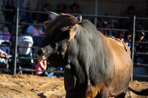 Bucking Bulls Australia Event - Bucking Bulls Australia event, run by Yass Rodeo. Activities such as Bull Riding and Trick Horse Riding occurred during this event. - Captured at Yass Show Society - Rodeo Arena, Yass NSW Australia.