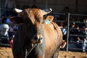 Bucking Bulls Australia Event - Bucking Bulls Australia event, run by Yass Rodeo. Activities such as Bull Riding and Trick Horse Riding occurred during this event. - Captured at Yass Show Society - Rodeo Arena, Yass NSW Australia.