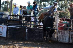 Bucking Bulls Australia Event - Bucking Bulls Australia event, run by Yass Rodeo. Activities such as Bull Riding and Trick Horse Riding occurred during this event. - Captured at Yass Show Society - Rodeo Arena, Yass NSW Australia.
