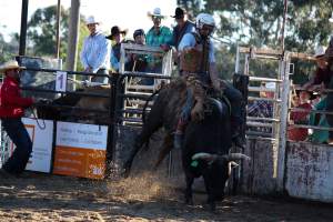 Bucking Bulls Australia Event - Bucking Bulls Australia event, run by Yass Rodeo. Activities such as Bull Riding and Trick Horse Riding occurred during this event. - Captured at Yass Show Society - Rodeo Arena, Yass NSW Australia.