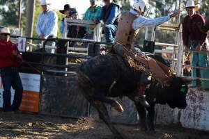 Bucking Bulls Australia Event - Bucking Bulls Australia event, run by Yass Rodeo. Activities such as Bull Riding and Trick Horse Riding occurred during this event. - Captured at Yass Show Society - Rodeo Arena, Yass NSW Australia.
