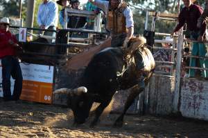 Bucking Bulls Australia Event - Bucking Bulls Australia event, run by Yass Rodeo. Activities such as Bull Riding and Trick Horse Riding occurred during this event. - Captured at Yass Show Society - Rodeo Arena, Yass NSW Australia.