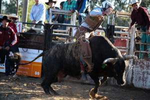 Bucking Bulls Australia Event - Bucking Bulls Australia event, run by Yass Rodeo. Activities such as Bull Riding and Trick Horse Riding occurred during this event. - Captured at Yass Show Society - Rodeo Arena, Yass NSW Australia.