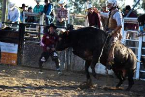 Bucking Bulls Australia Event - Bucking Bulls Australia event, run by Yass Rodeo. Activities such as Bull Riding and Trick Horse Riding occurred during this event. - Captured at Yass Show Society - Rodeo Arena, Yass NSW Australia.