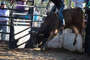 Bucking Bulls Australia Event - Bucking Bulls Australia event, run by Yass Rodeo. Activities such as Bull Riding and Trick Horse Riding occurred during this event. - Captured at Yass Show Society - Rodeo Arena, Yass NSW Australia.