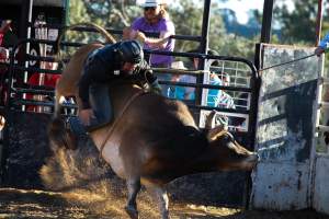 Bucking Bulls Australia Event - Bucking Bulls Australia event, run by Yass Rodeo. Activities such as Bull Riding and Trick Horse Riding occurred during this event. - Captured at Yass Show Society - Rodeo Arena, Yass NSW Australia.