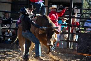 Bucking Bulls Australia Event - Bucking Bulls Australia event, run by Yass Rodeo. Activities such as Bull Riding and Trick Horse Riding occurred during this event. - Captured at Yass Show Society - Rodeo Arena, Yass NSW Australia.