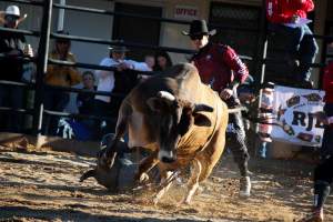 Bucking Bulls Australia Event - Bucking Bulls Australia event, run by Yass Rodeo. Activities such as Bull Riding and Trick Horse Riding occurred during this event. - Captured at Yass Show Society - Rodeo Arena, Yass NSW Australia.